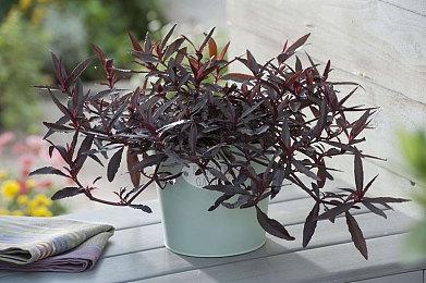 任天堂Switch后继主机或具备创新相机功能